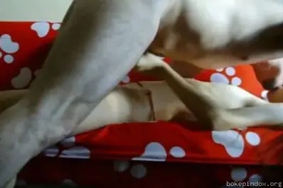 ABG Bispak Jakarta Live ML Ganas di Hotel Sampe Becek